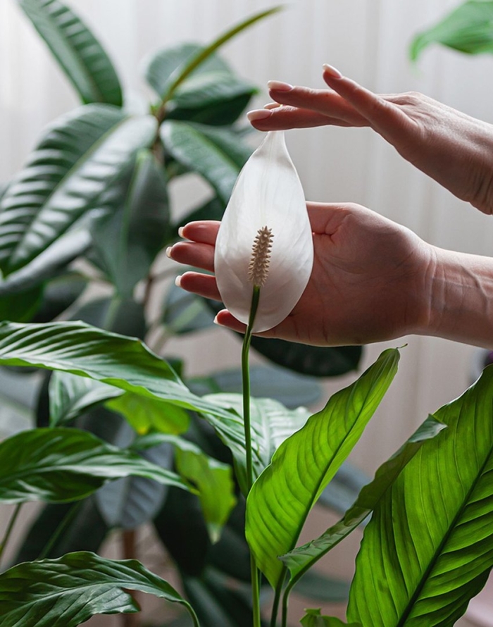 Спатифиллум уоллиса