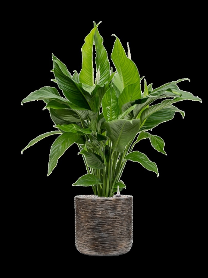 Спатифиллум лауретта