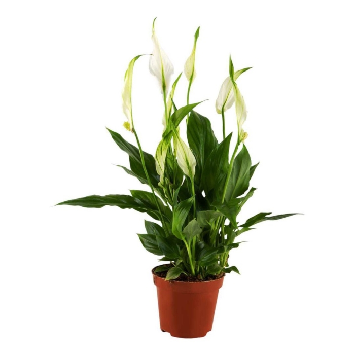 Спатифиллум перл купидо