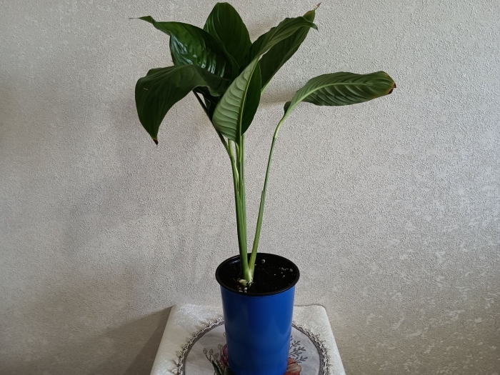 Спатифиллум сенсация