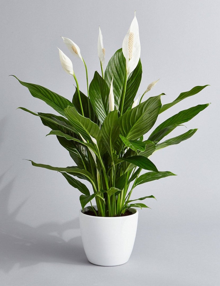 Спатифиллум (peace lily)