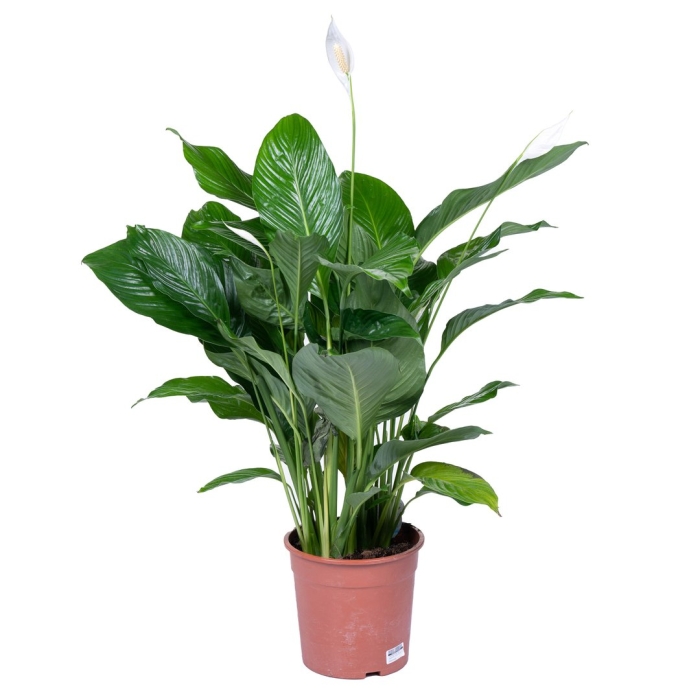 Спатифиллум ларго