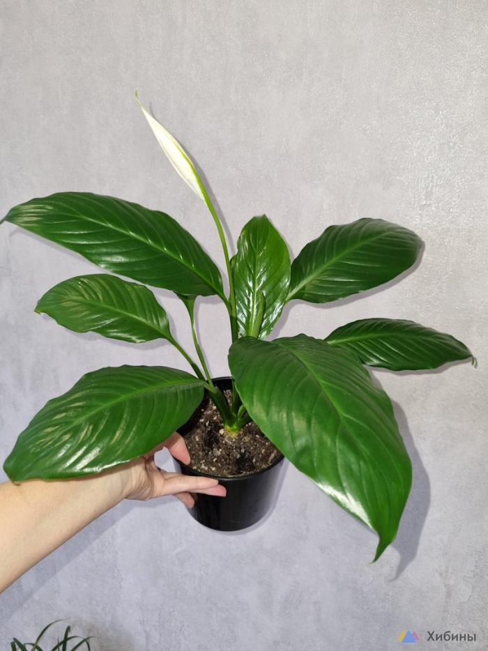 Цветок спатифиллум