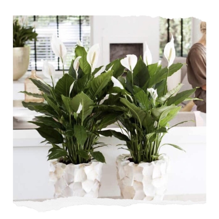 Спатифиллум красный женское счастье