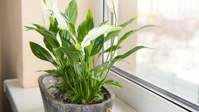 Спатифиллум женское счастье