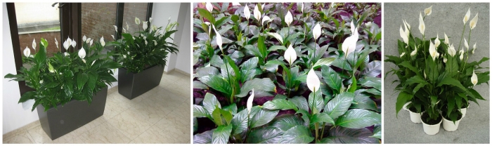 Спатифиллум bellini