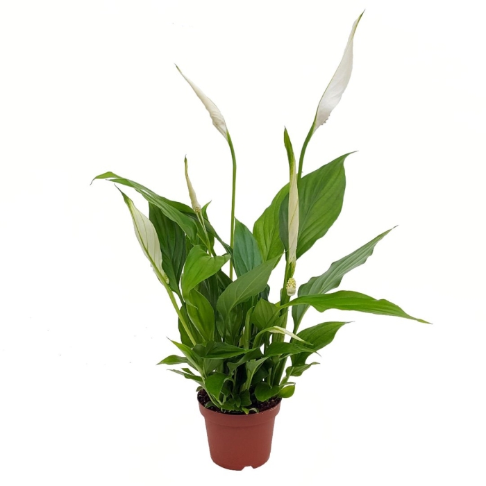 Спатифиллум свит чико (d-13)