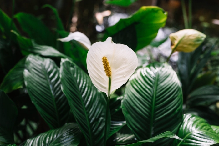 Спатифиллум (peace lily)