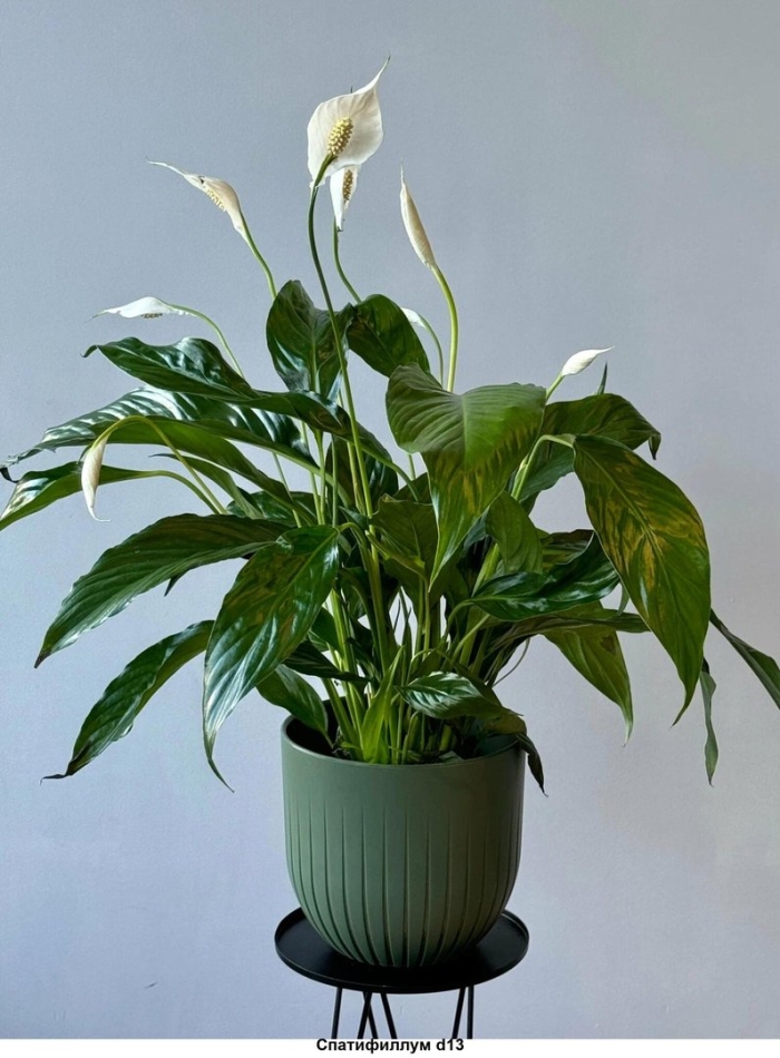Спатифиллум свит себастьян