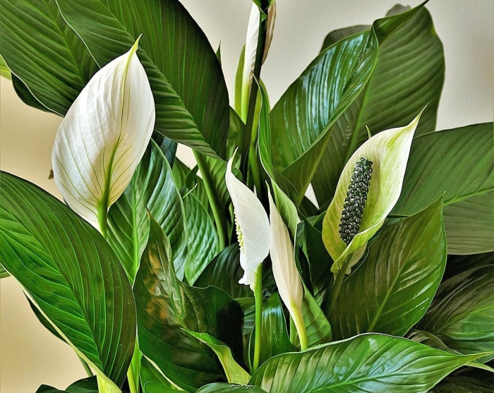 Спатифиллум нью ван