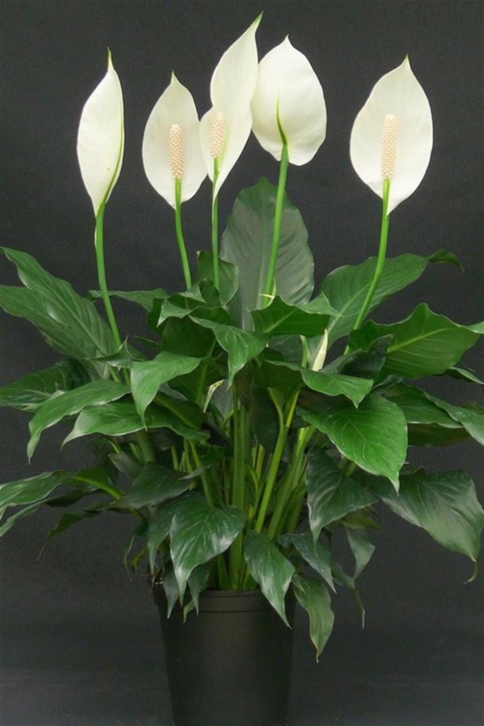 Спатифиллум луковичный