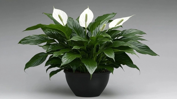 Цветок спатифиллум женское счастье