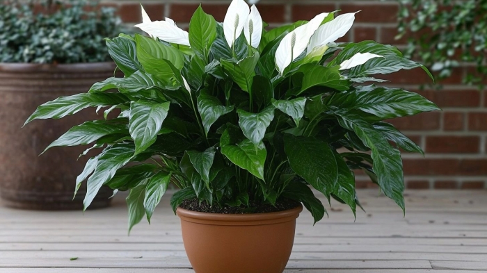 Спатифиллум лилу