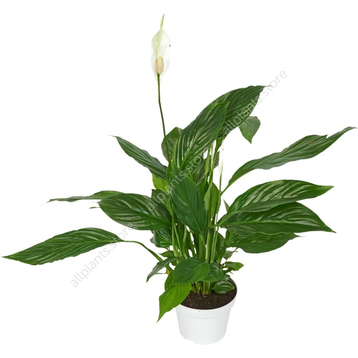 Спатифиллум штраус