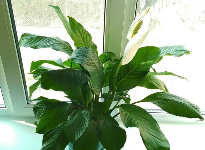 Спатифиллум чахнет