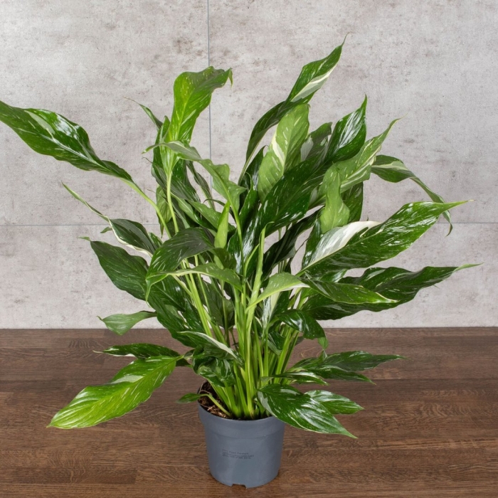 Спатифиллум sweet chico