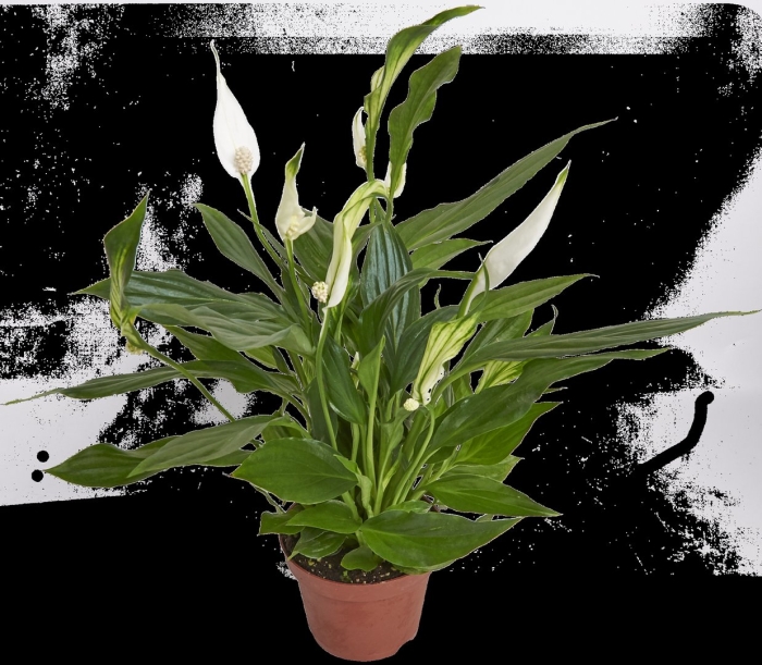 Спатифиллум уоллиса (spathiphyllum wallisii)