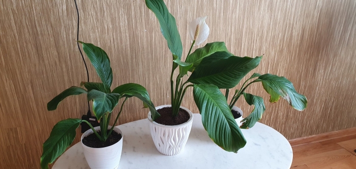 Спатифиллум корто