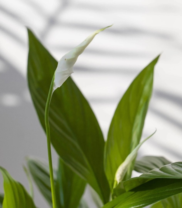 Растение спатифиллум