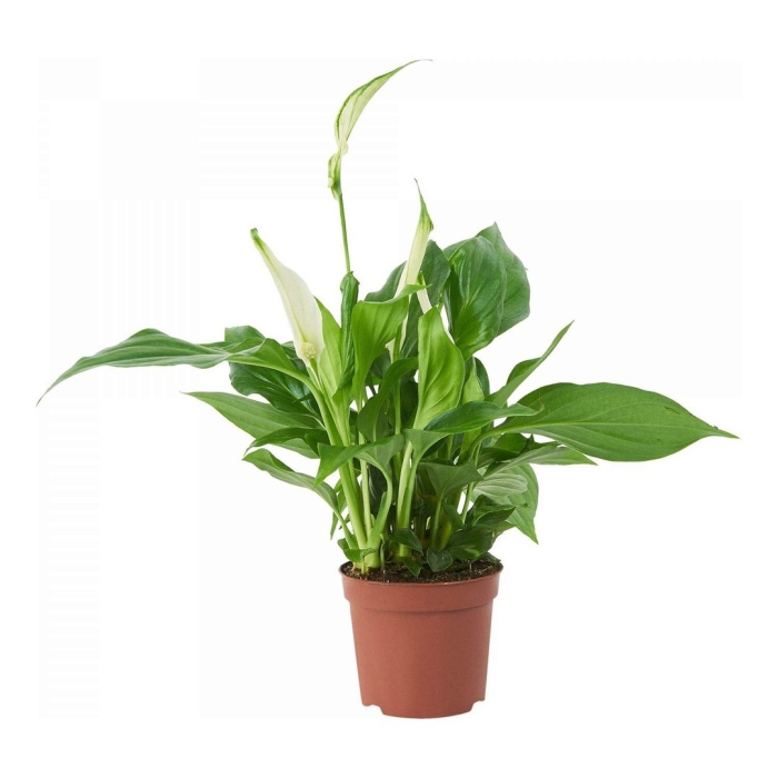 Спатифиллум кватро