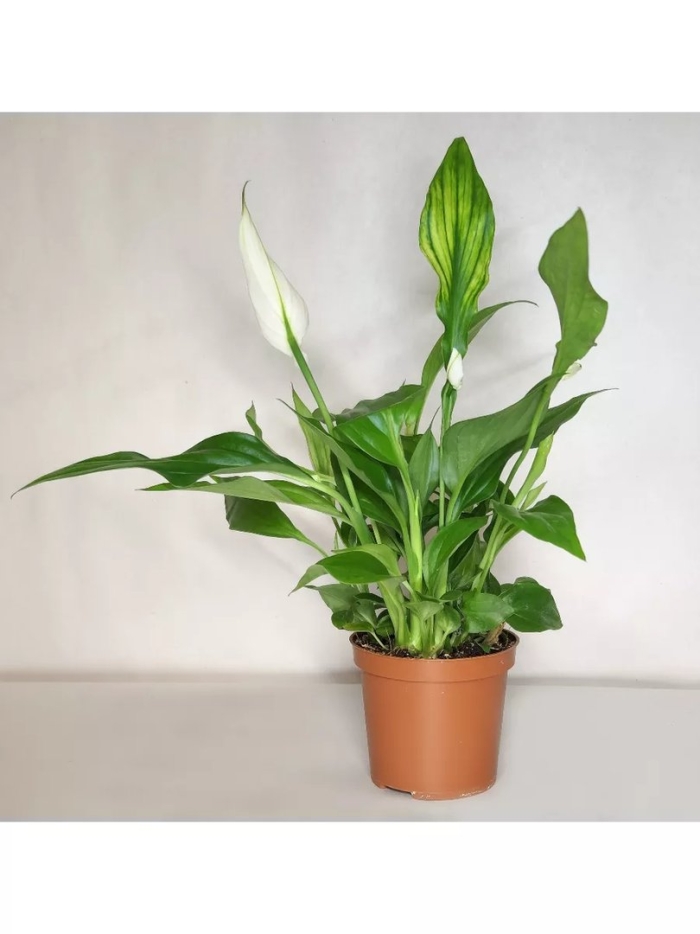 Спатифиллум шопен