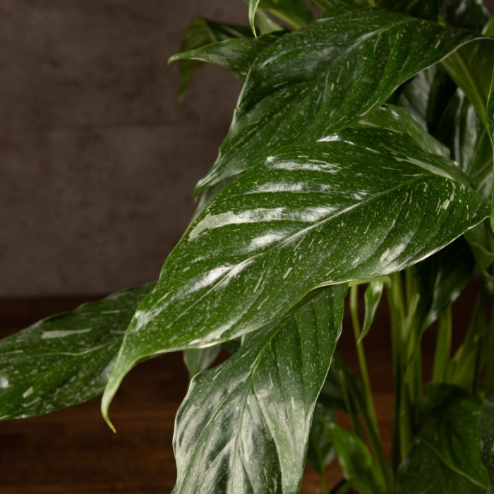 Спатифиллум даймонд