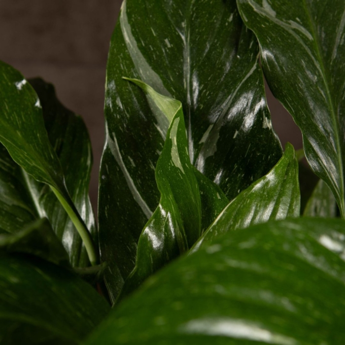 Спатифиллум домино