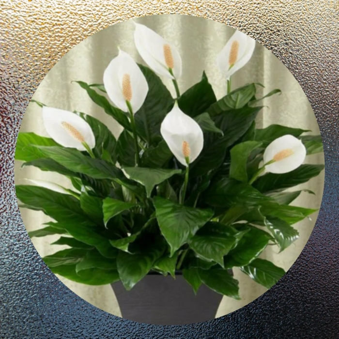 Спатифиллум комнатное растение