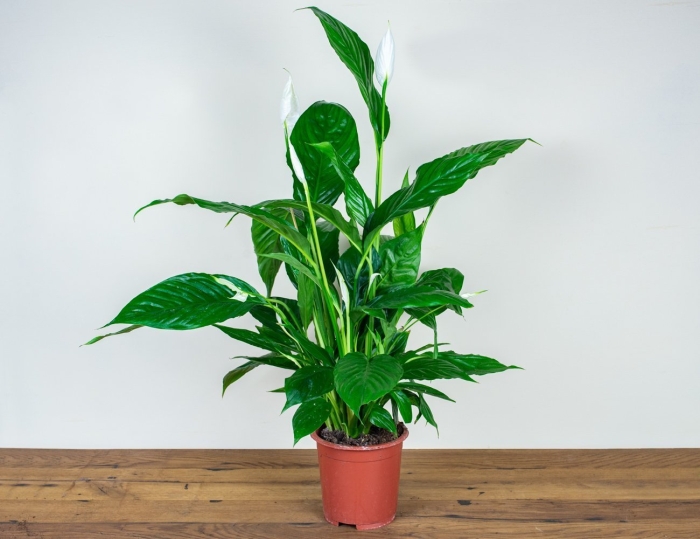 Спатифиллум (spathiphyllum)