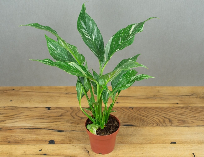 Спатифиллум даймонд вариегата