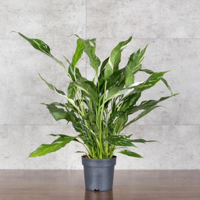 Спатифиллум плант микс