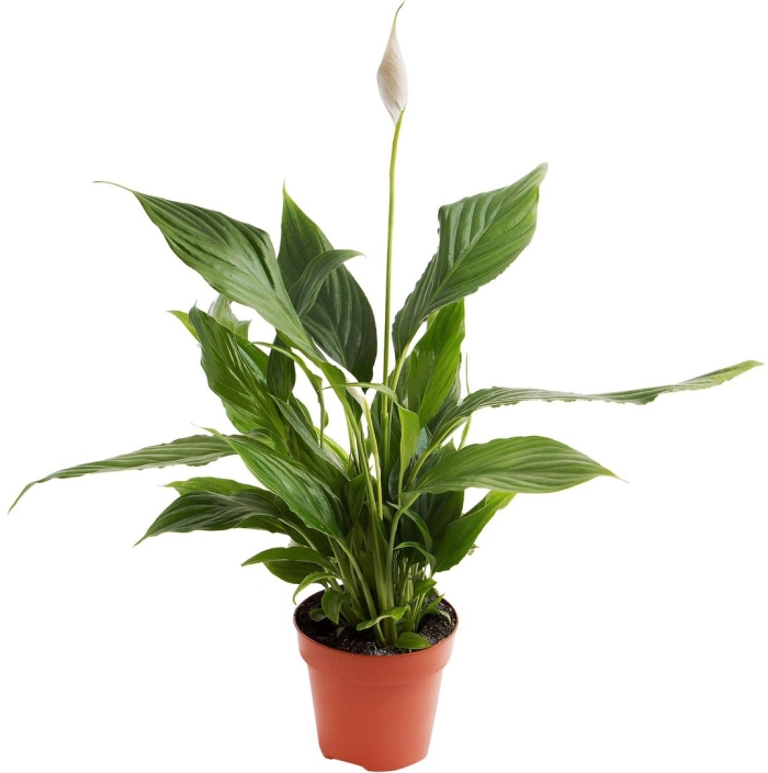 Спатифиллум купидо