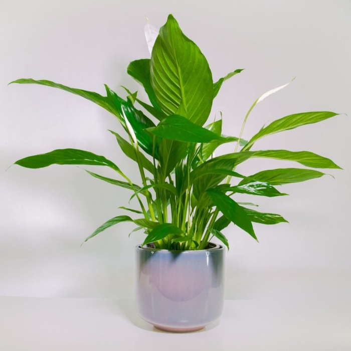 Спатифиллум / spathiphyllum torelli