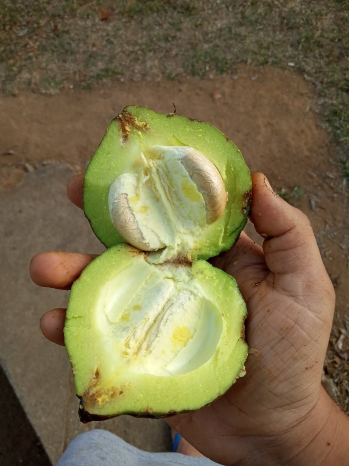 Garcinia pushpangadaniana