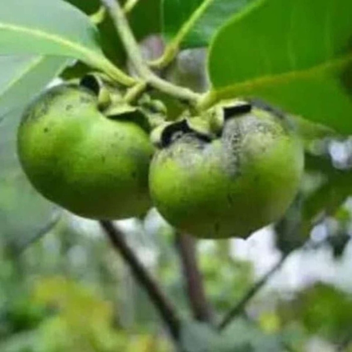 Хурма сапота