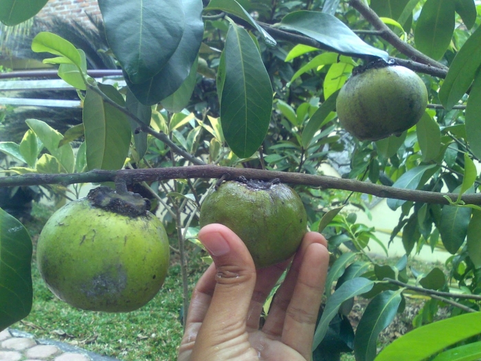 Сапота фрукт