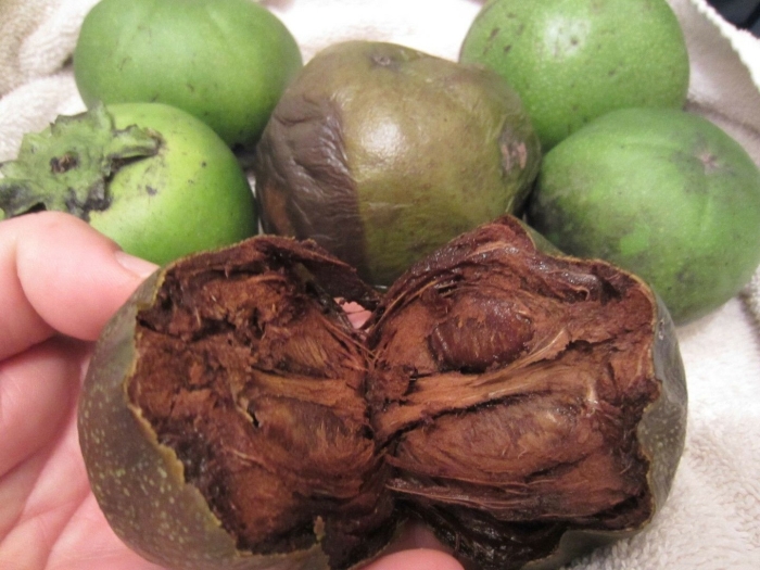 Черная сапота