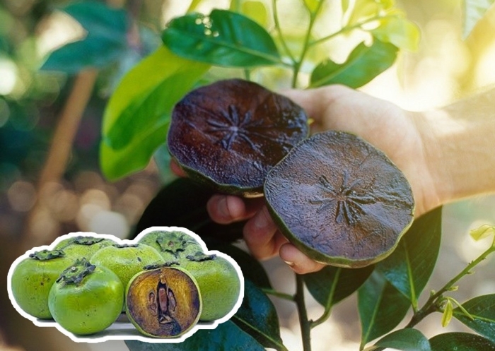 Мармеладное дерево сапота