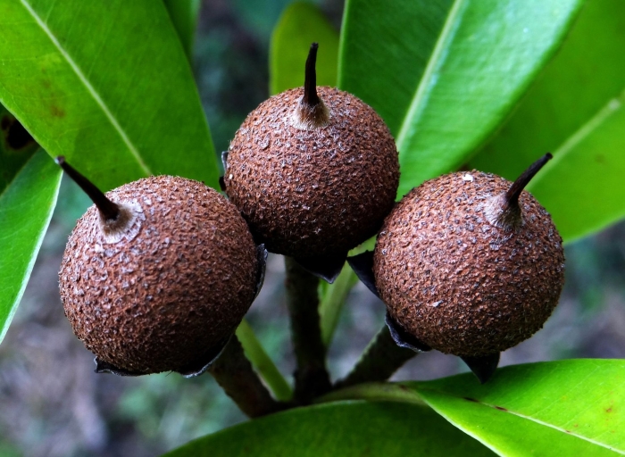 Сапотовое дерево саподилла