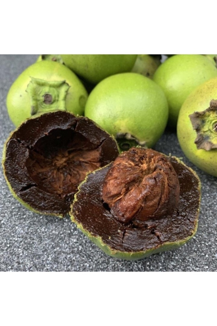 Хурма черная