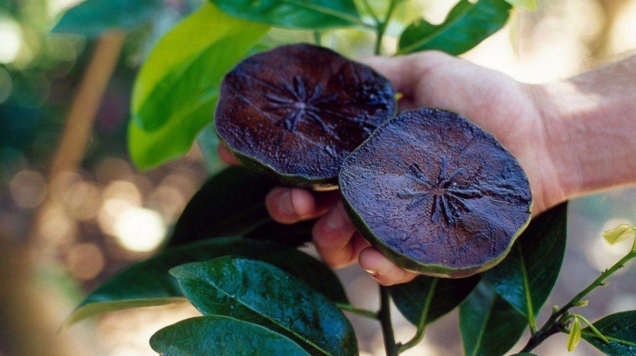 Черная сапота