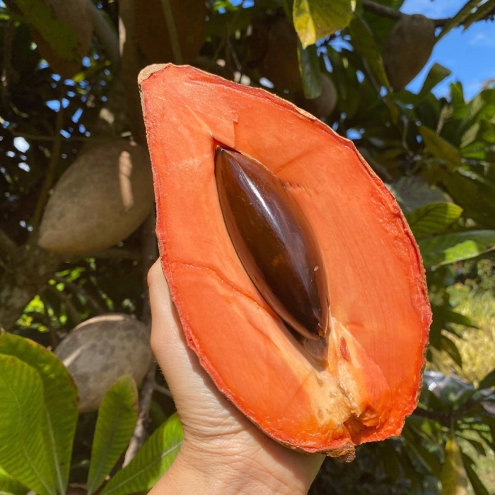 Mamey sapote