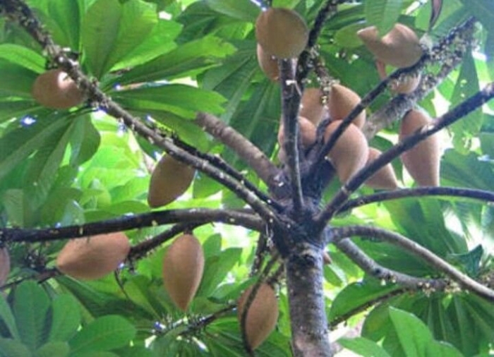 Сапотовое дерево