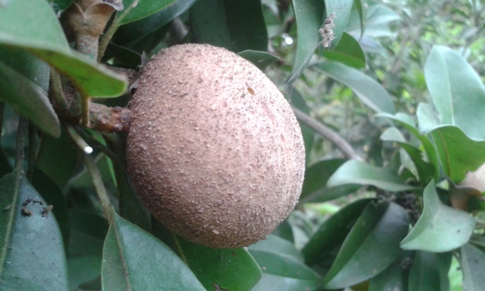 Manilkara zapota