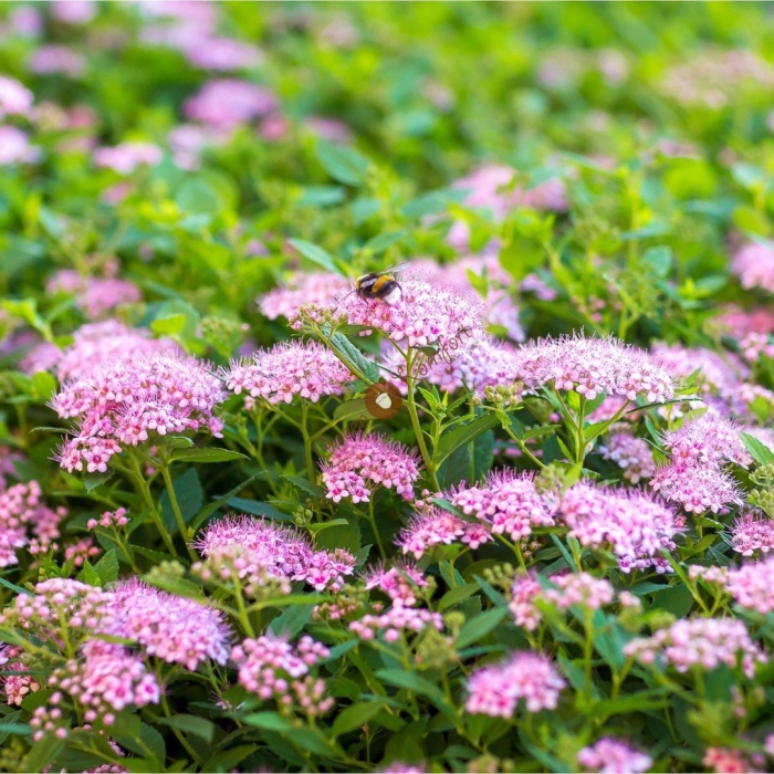 Спирея японская nana