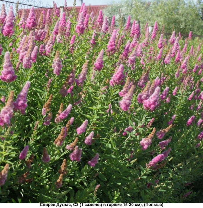 Спирея иволистная билларда