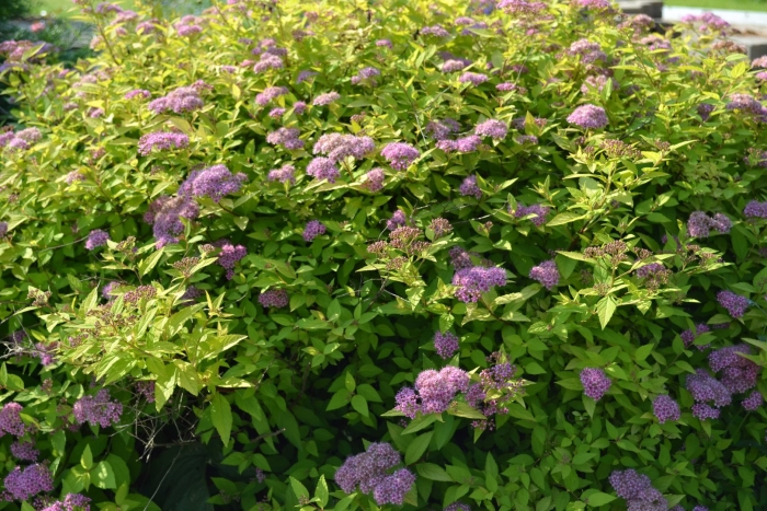 Спирея японская manon