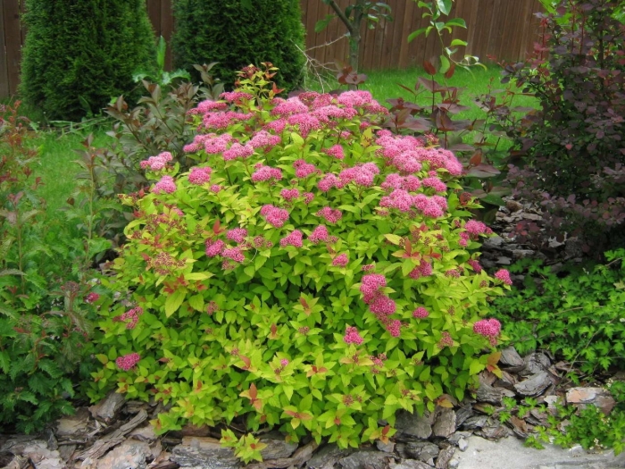 Спирея летнецветущая