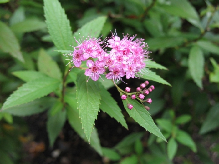 Спирея альпика