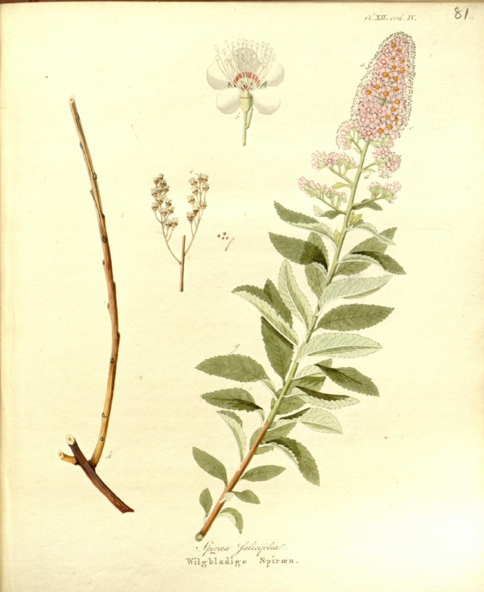 Spiraea salicifolia